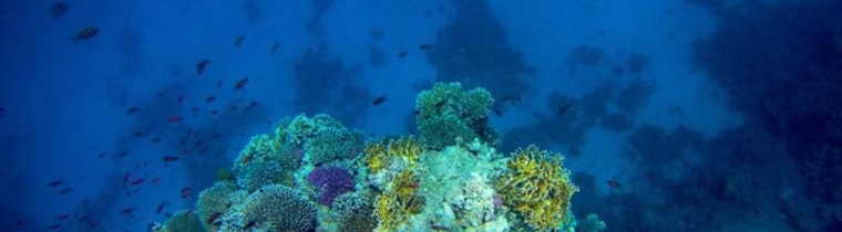 [Update] Zu verkaufen: Go Pro Hero HD – Unterwassergehäuse “Flat Lense”