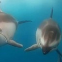 Neue Videos mit der GoPro