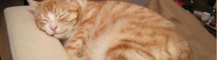 Katzendiät – nach 6 Wochen